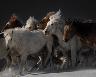 Wilde Pferde im Galopp