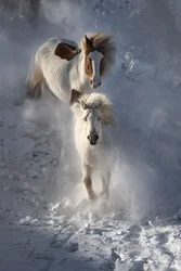 Wilde Winterpferde