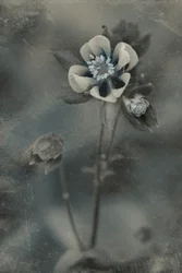 Blaue Vintage-Blüte