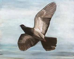 Graziöser Taubenflug