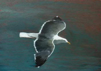 Graziöser Möwenflug