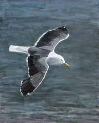 Möwe im Flug
