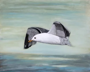 Möwe über dem Ozean