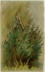 Tucheler Heide (Waldstudie)