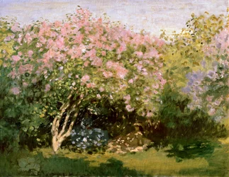 Flieder in der Sonne, 1872-1873