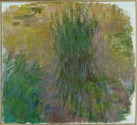 Seerosen
