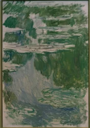 Seerosen Studie