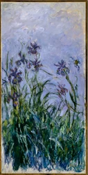 Lila Schwertlilien, 1914-17