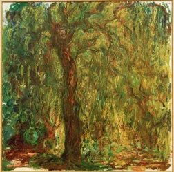 Trauerweide