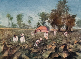 Tabakplantage, Kuba (Farblithografie)