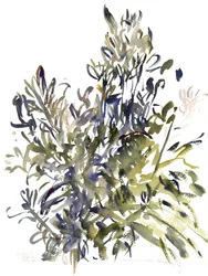 Senecio und andere Pflanzen, 2003