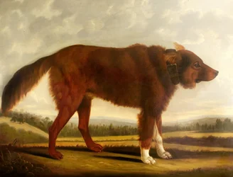 Lord Byrons Hund Lyon (Der Wolfshund)