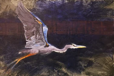 Blauer Reiher im Flug