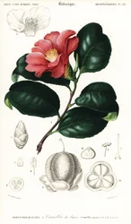 Japanische Kamelie, Camellia japonica (Kupferstich)