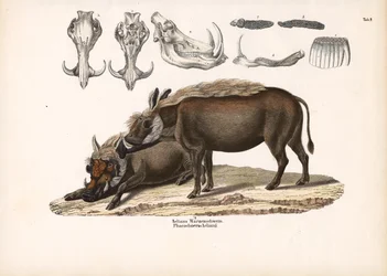 Aelians Warzenschwein mit Schädelanatomie