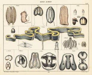 Anatomie der Quallenarten
