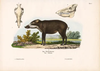 Bänderschwein mit anatomischen Details