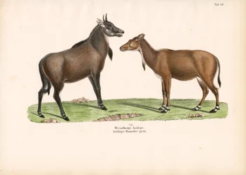Bontebok oder Blesbok