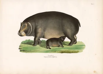 Nilpferd mit Kalb