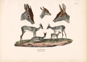 Klipspringer mit Porträtstudien