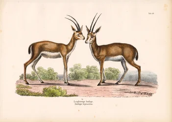 Langhornantilope in Savannenlandschaft