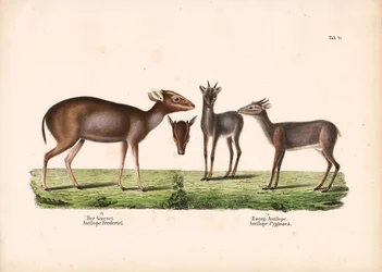 Maxwells Duiker und Königsantilope