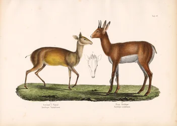 Natal-Antilope und Bergantilope