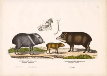 Pekaris mit Jungtieren und Schädelanatomie