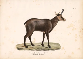 Pyrenäen-Gämse oder Isard
