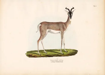 Soemmerring-Gazelle