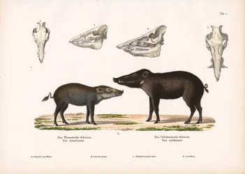 Timor-Schwein und Celebes-Schwein mit Schädelansichten