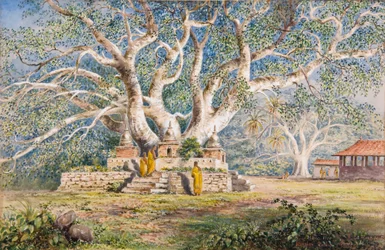 Heiliger Bo-Baum am Begräbnisort der Königinnen von Kandy