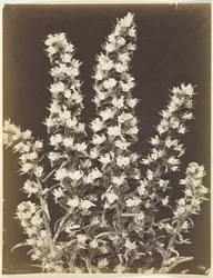 Ohne Titel [blühende Pflanze], ca. 1870