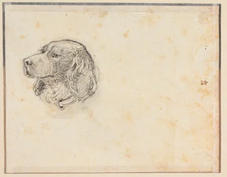 Ein Hundekopf
