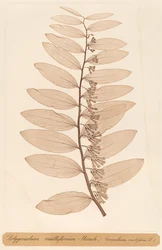 Polygonatum multiflorum Monch