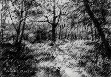 Schattiger Waldweg