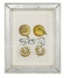 Orangen, Tafel 405 aus "Hesperides sive de Malorum Aureorum Cultura et Usu Libri Quatuor" von Giovanni Battista Ferrari, 1646