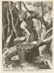 Dryas
