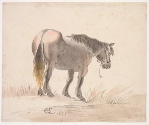 Pferd auf einem Hügel stehend