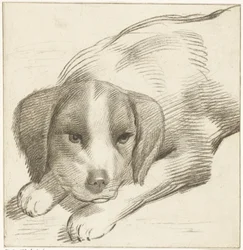 Liegender Hund