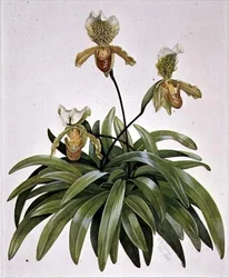 Frauenschuh-Orchidee aus Nepal (Paphiopedilum insigne)