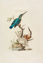 Nederlandsche vogelen: volgens hunne huishouding, aert, en eigenschappen, 1770-1829