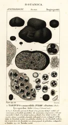 Schwarzer Trüffel, Tuber melanosporum