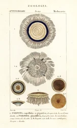 Blauer Knopf, Porpita porpita 1,2