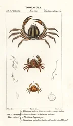 Borstenkrabbe, Pilumnus hirtellus 1, hellblaue Soldatenkrabbe, Mictyris longicarpus 2, Erbsenkrabbe, Pinnotheres pisum 3