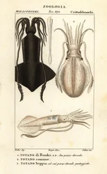 Keulenhaken-Tintenfisch, Europäischer Tintenfisch und Sepia