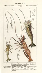 Gemeine Garnele, Crangon crangon 1, Rosa Garnele, Pandalus montagui 2, und Aegaeon cataphractus 3