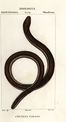 Gemeiner Gelbbindenwurm, Ichthyophis glutinosus
