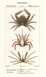 Korallenklammerkrabbe, Pfeilkrabbe und Leach