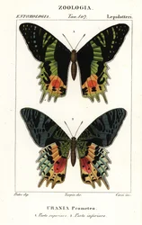 Ostafrikanischer Sonnenuntergangsfalter, Chrysiridia croesus